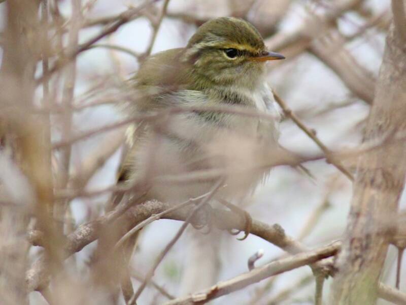 Gansu Leaf Warbler, Phylloscopus kansuensis