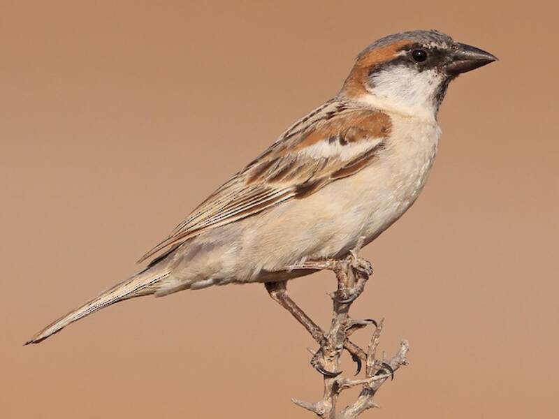 Abd al Kuri Sparrow, Photos 2