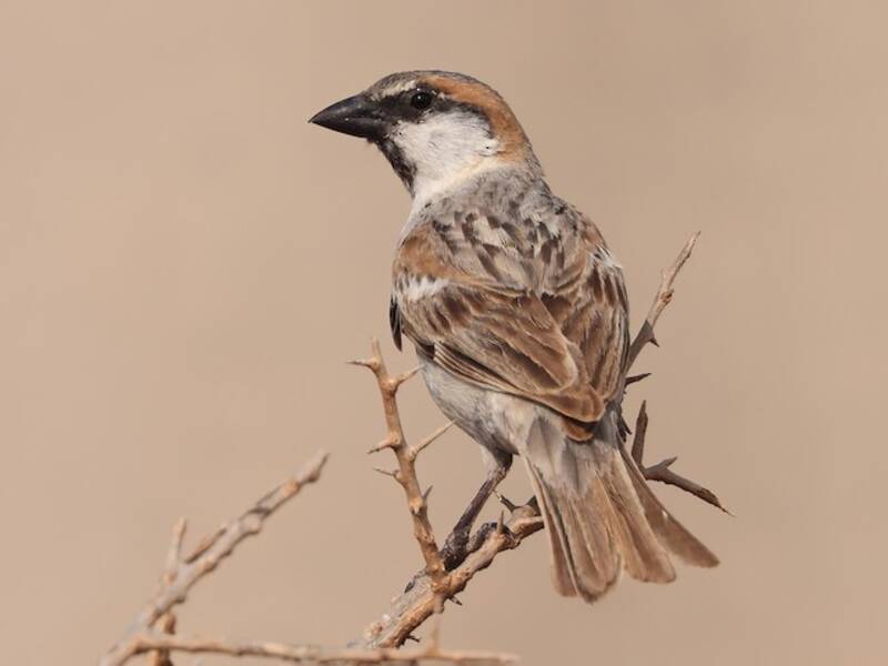 Abd al Kuri Sparrow, Photos 1