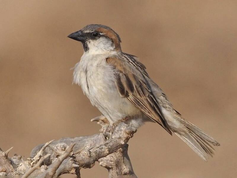 Abd al Kuri Sparrow, Photos 3