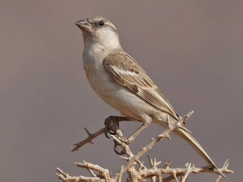 Abd al Kuri Sparrow, Photos 4