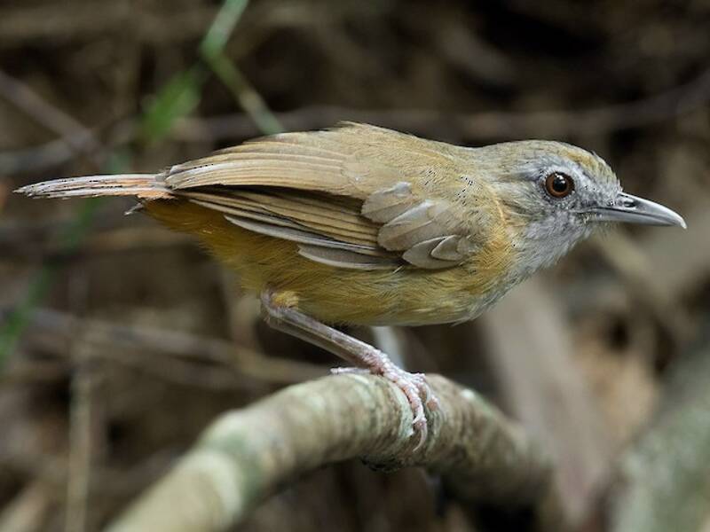 Abbott's Babbler, 照片 2