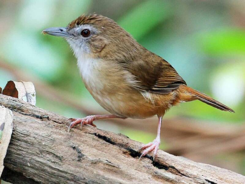 Abbott's Babbler, 照片 3