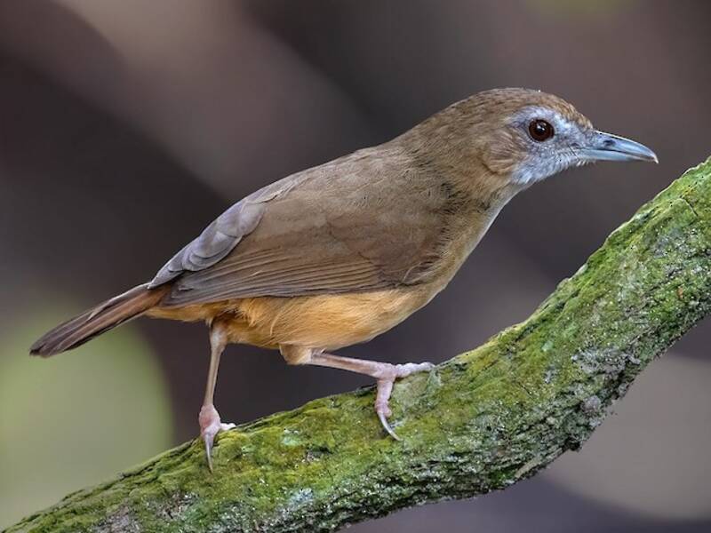 Abbott's Babbler, 照片 4