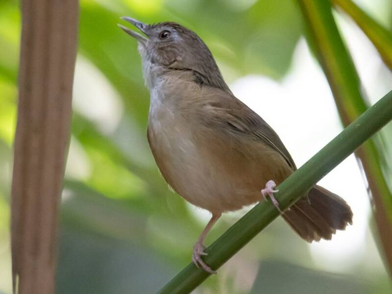 Abbott's Babbler (Malacocincla abbotti)