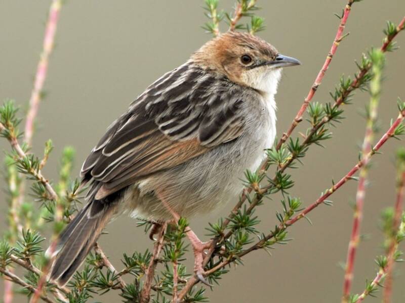 Cisticola degli Aberdare, Foto 3