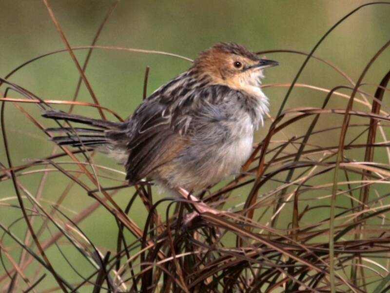 Cisticola degli Aberdare, Foto 4