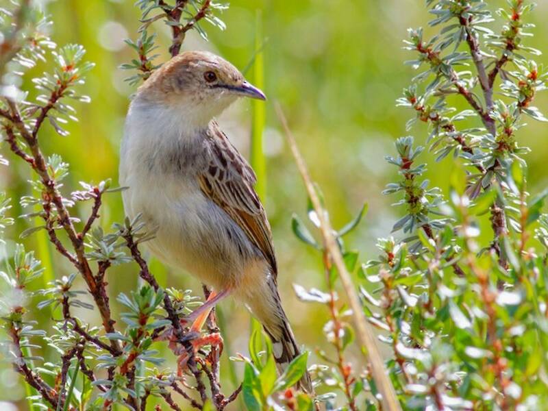 Cisticola degli Aberdare, Foto 2