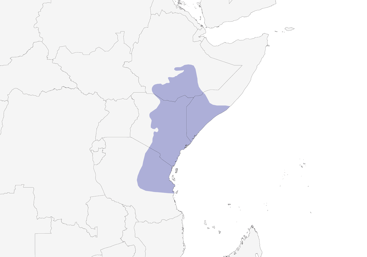Zorzal Africano de Ojos Desnudos, Distribución 1