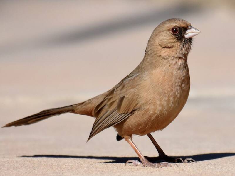 Abert's Towhee, Photos 4
