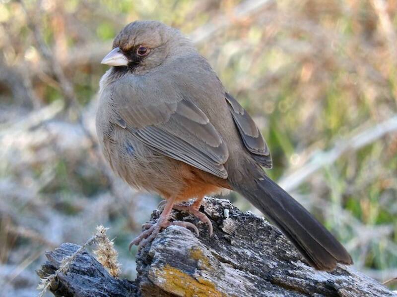 Abert's Towhee, Photos 2