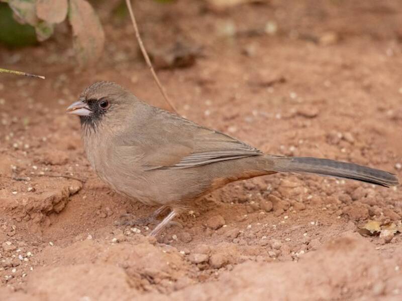 Abert's Towhee