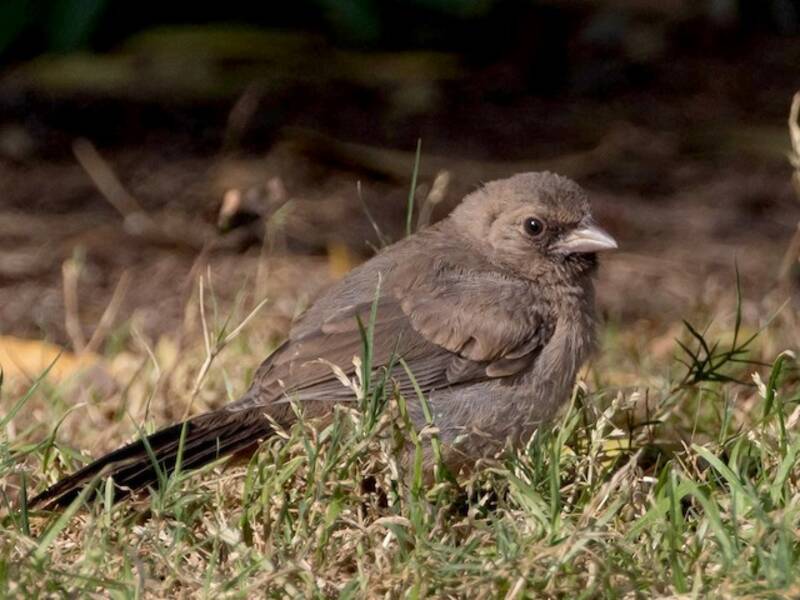 Abert's Towhee, Photos 3