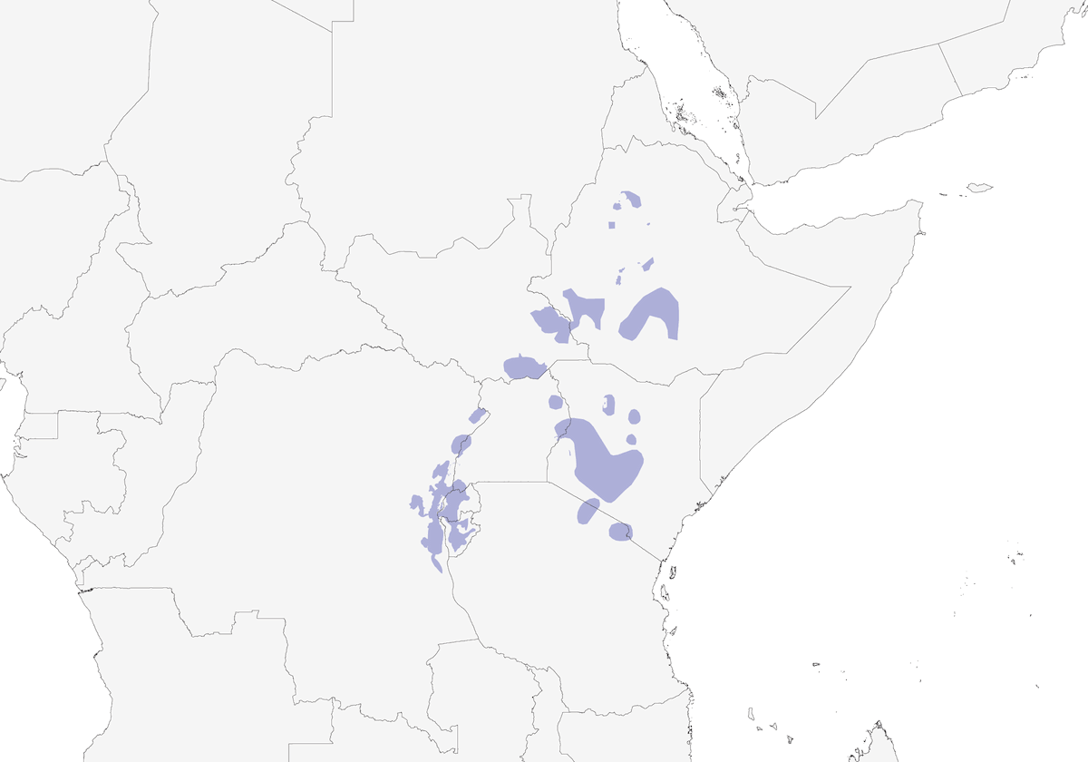 Grive terrestre d'Abyssinie, Distribution 1