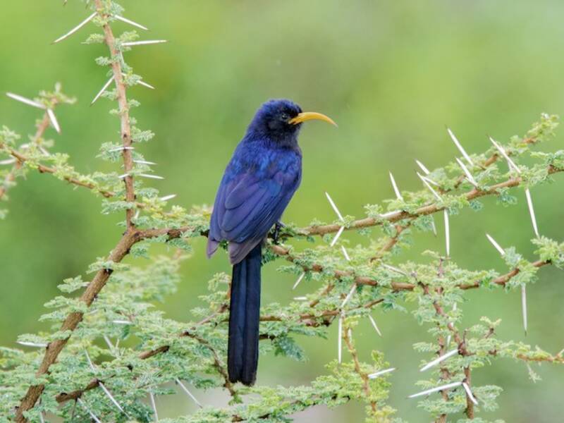 Abyssinian Scimitarbill (Rhinopomastus minor)