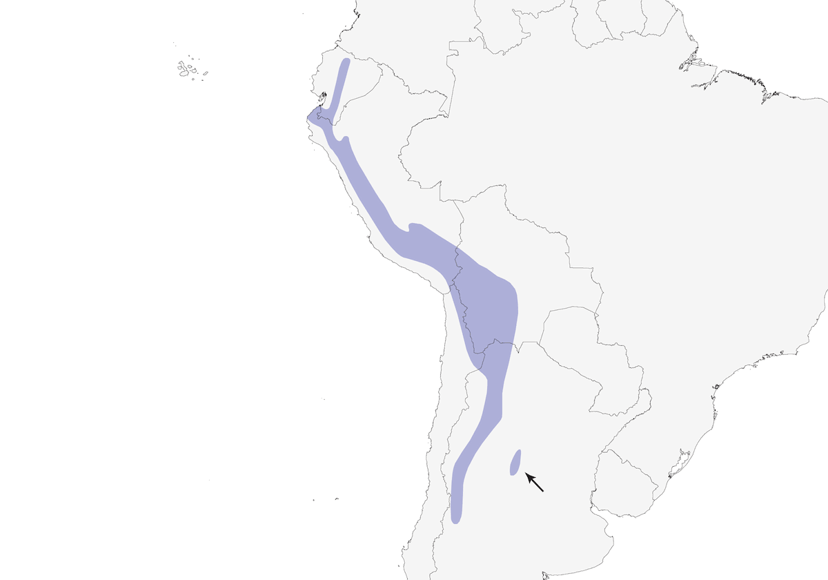 Phrygile plébéien, Distribution 1