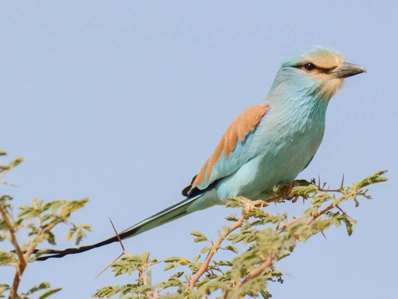 Abyssinian Roller, Photos 3