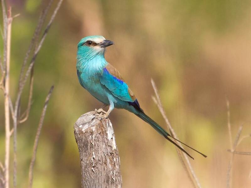 Abyssinian Roller, Photos 2