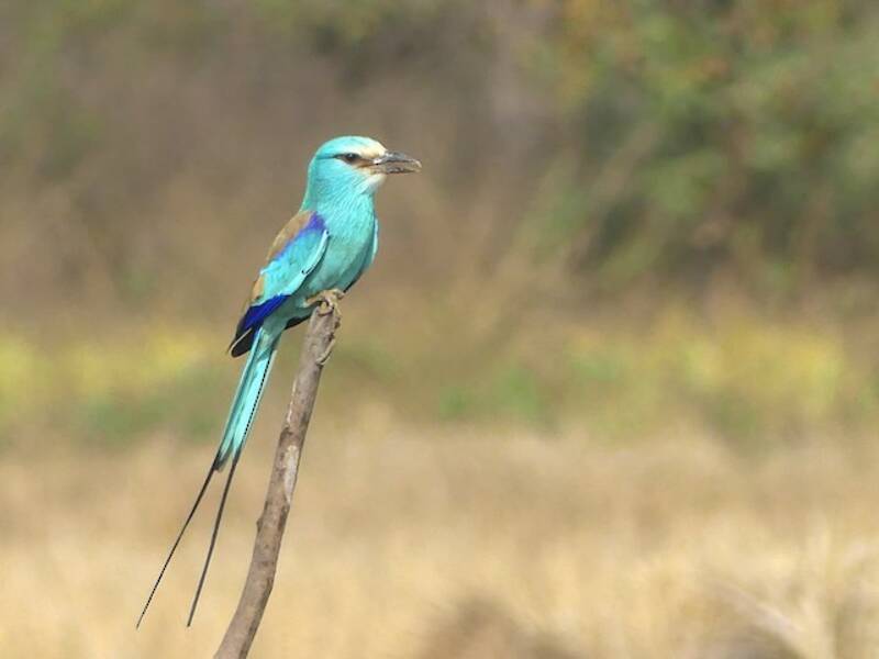 Abyssinian Roller, Photos 4