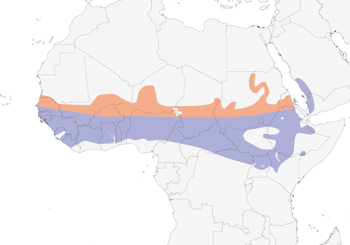 Abyssinian Roller, Distribution 1