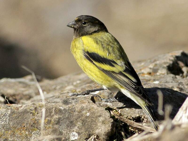 Ethiopian Siskin, 照片 4
