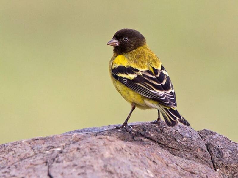 Ethiopian Siskin, 照片 3