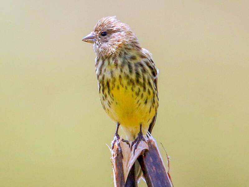 Ethiopian Siskin, 照片 2