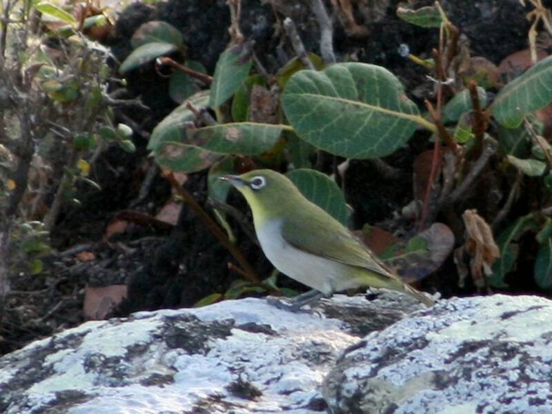 Anteojitos de Socotra - Zosterops socotranus