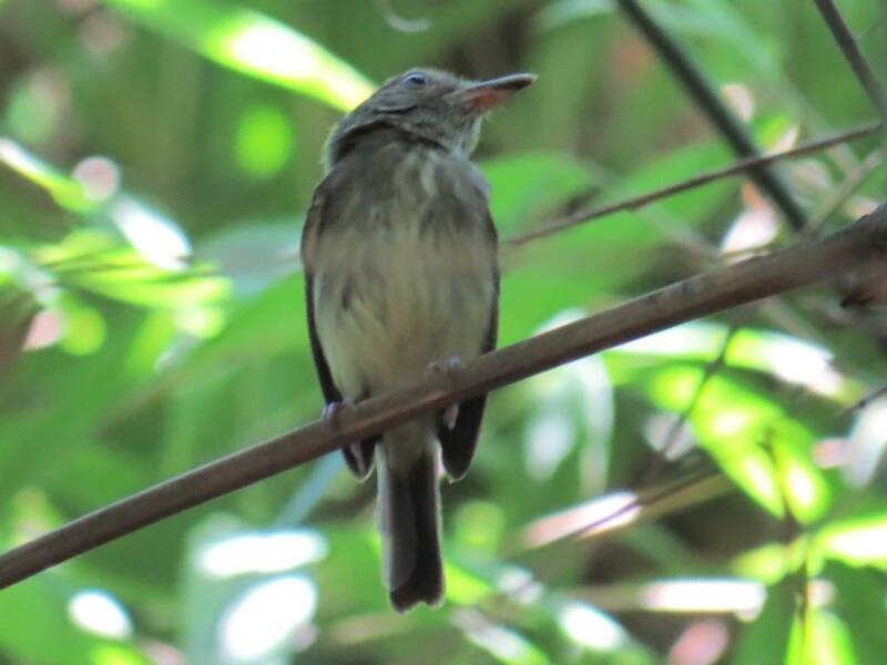 Acre Tody-Tyrant, Photos 3