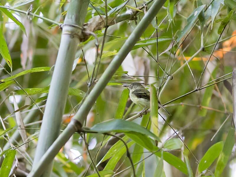 Acre Tody-Tyrant, Photos 2