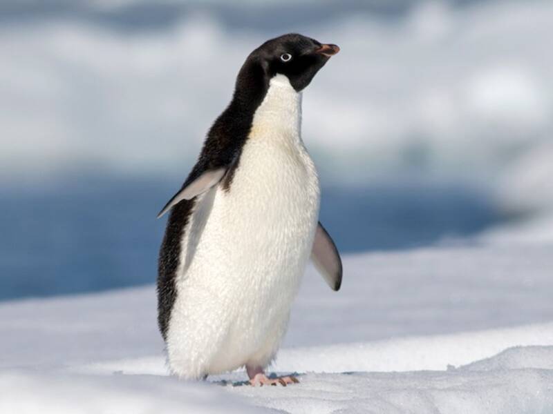Pingüino Adelia, Fotos 3