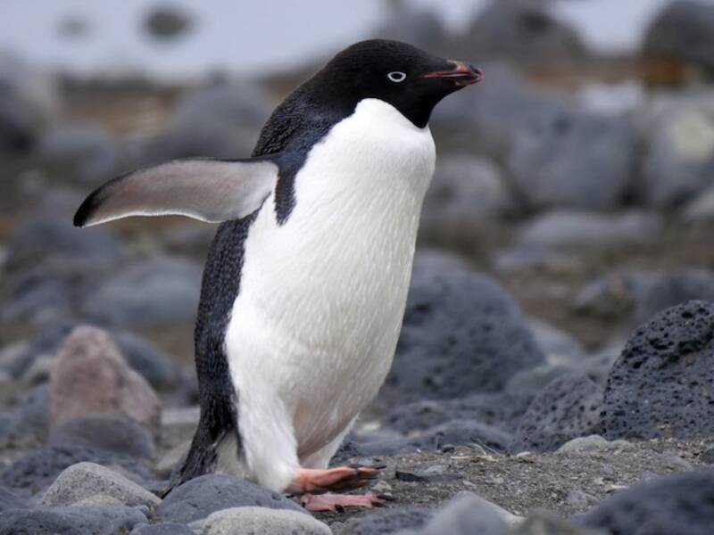 Pingüino Adelia, Fotos 4