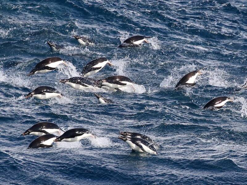Pingüino Adelia, Fotos 2