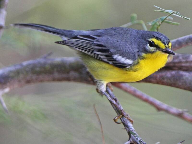Adelaide's Warbler, 照片 2