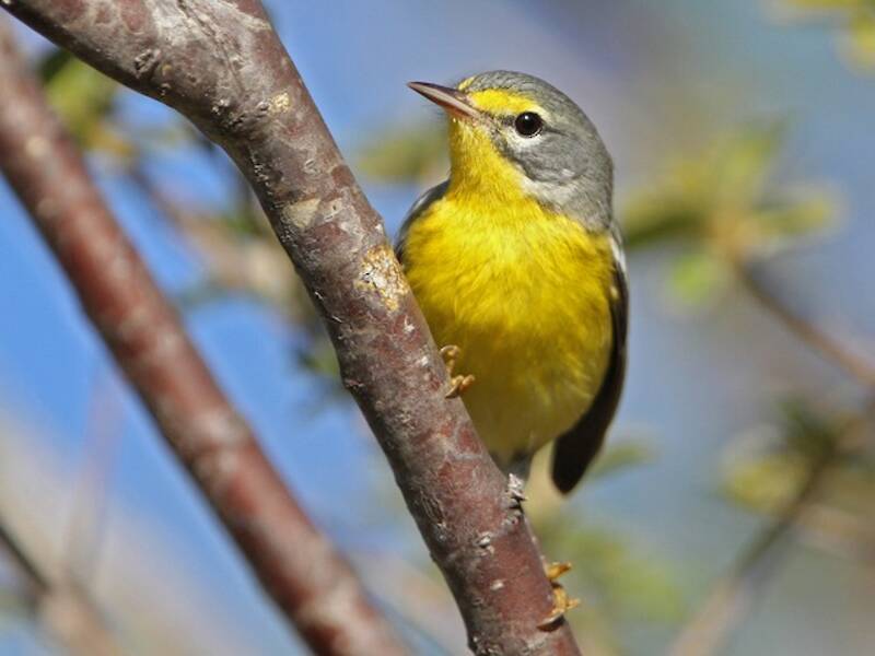 Adelaide's Warbler, 照片 3