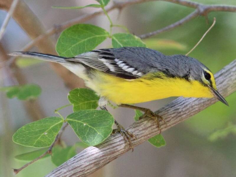 Adelaide's Warbler, 照片 4