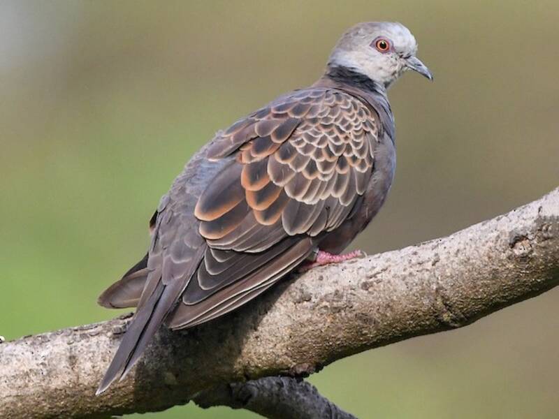 Adamawa Turtle-Dove