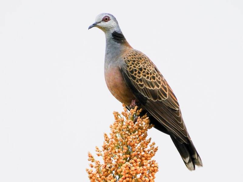 Adamawa Turtle-Dove, 照片 2