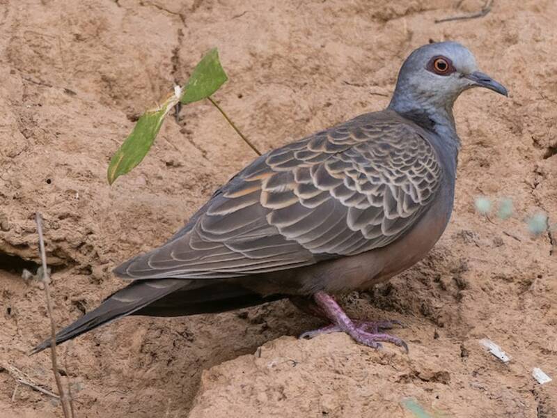 Adamawa Turtle-Dove, 照片 3