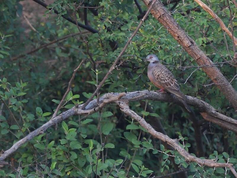 Adamawa Turtle-Dove, 照片 4