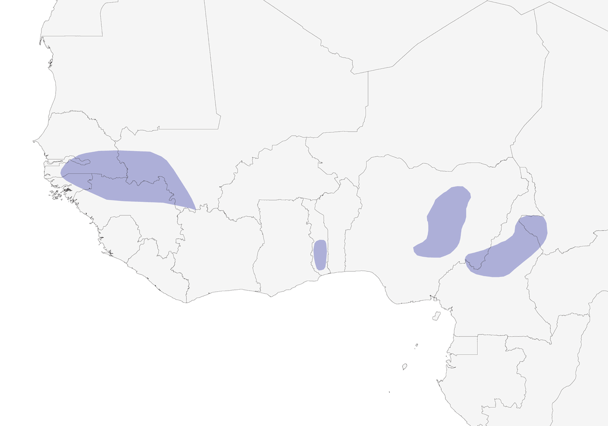 Adamawa Turtle-Dove, 分布 1