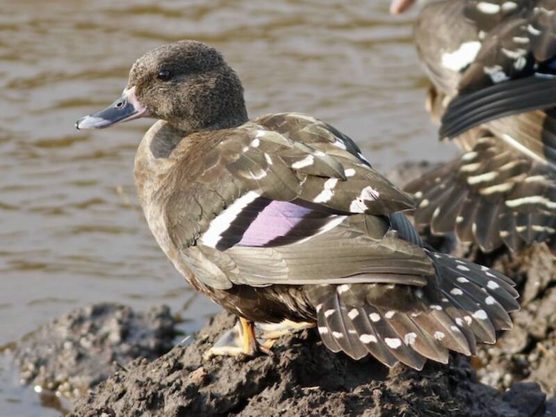 African Black Duck