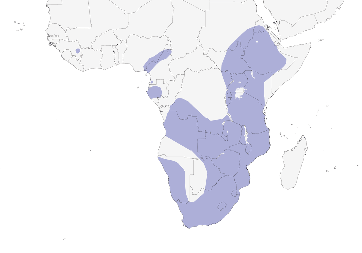 Afrikanische Schwarzente, Verbreitung 1