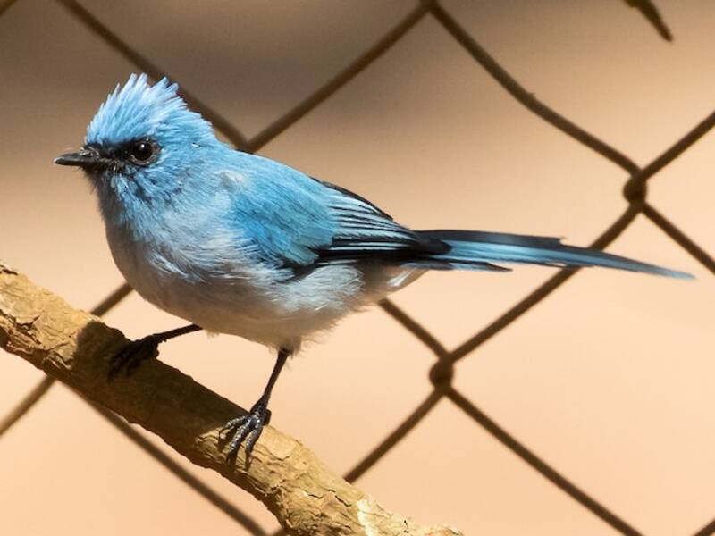 African Blue Flycatcher, 照片 4