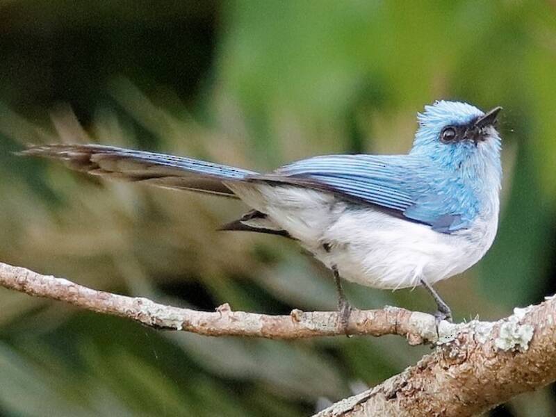 African Blue Flycatcher, 照片 2