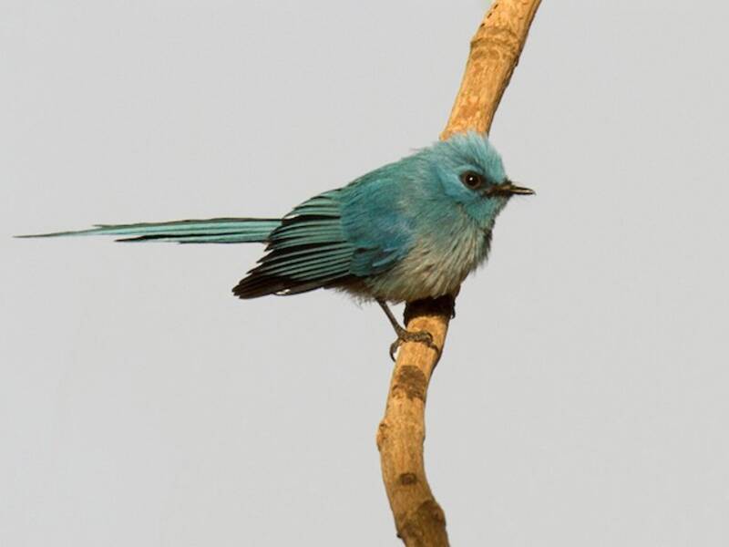 African Blue Flycatcher