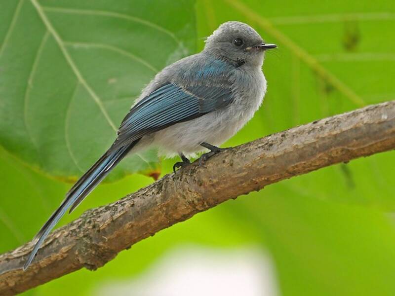 African Blue Flycatcher, 照片 3