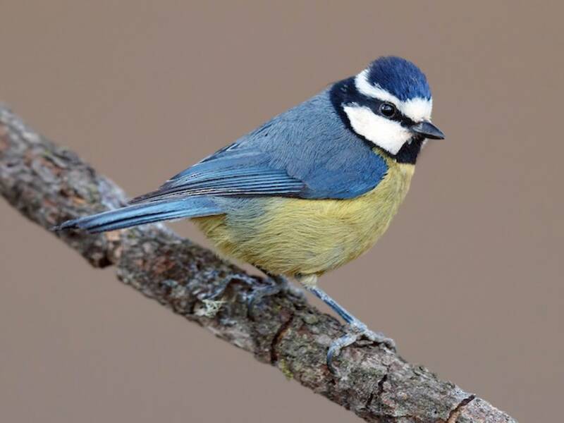 African Blue Tit, Photos 2