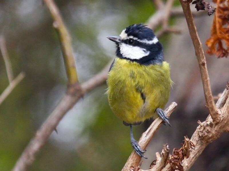 African Blue Tit