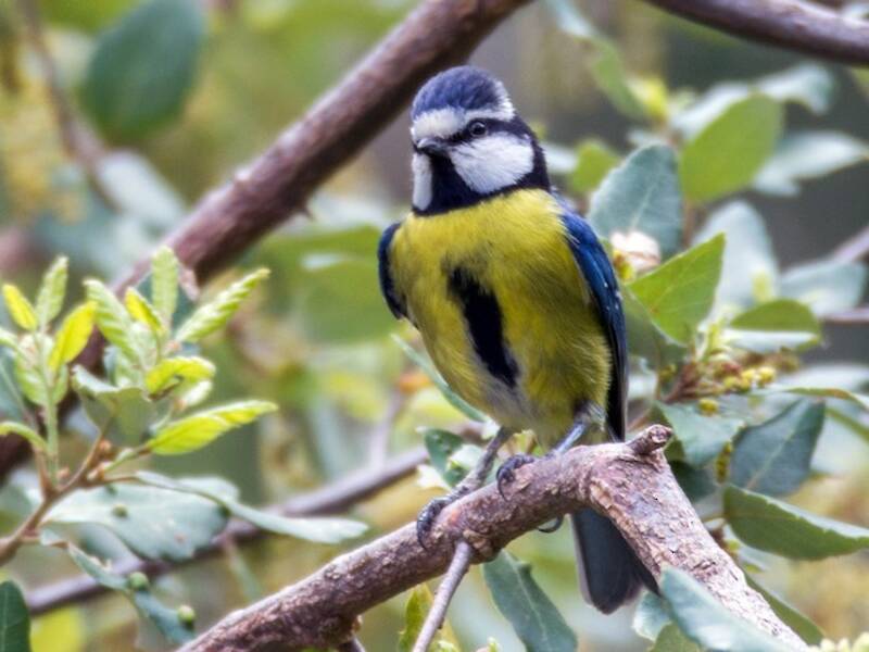 African Blue Tit, Photos 4